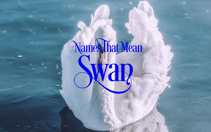 Names That Mean Swan