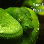 Names That Mean Venom