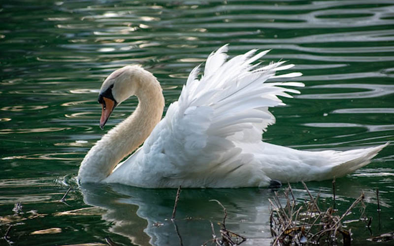 White-Swan