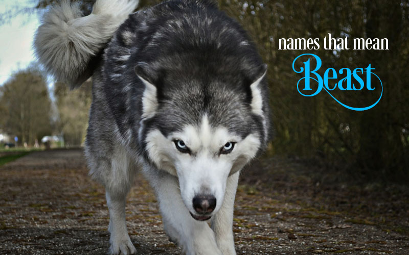 names that mean beast